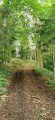 Chemin ombragé