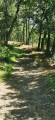 Chemin ombragé