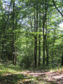 Chemin ombragé Chemin ombragé