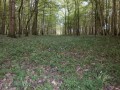 Chemin ombragé