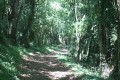 Chemin ombragé