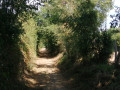 Chemin ombrag&eacute;