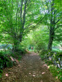 Chemin ombragé ... Chemin ombragé ...