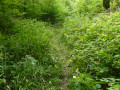 Chemin piquant