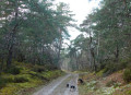 Chemin plus large