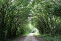 Chemin près de St-Genou