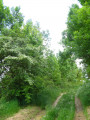 Chemin printanier