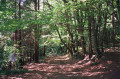 Chemin Puech Margot
