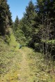 Chemin sauvage