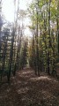Chemin & sentier de la forêt Verte