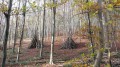 Chemin & sentier de la forêt Verte
