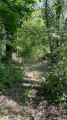 Chemin sous bois