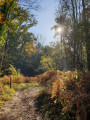 Chemin sous le soleil d'automne