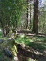 Chemin sous les arbres. Chemin sous les arbres.