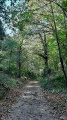 Chemin sous les châtaigniers