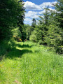 Chemin très herbeux ... Chemin très herbeux ...