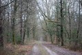 Chemin typique de Sologne