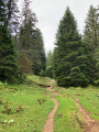 Chemin verdoyant
