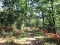 chemin dans le bois en direction des vignes