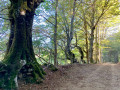 Chemin ... Chemin ...