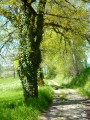 Chemin Chemin