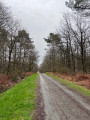 Forêt de l'Herbergement