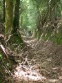 Chemins creux dans les bois..