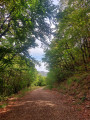Chemins forestier