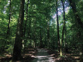 Parcours pour personnes à mobilité réduite, en Forêt de Haguenau