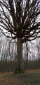 Quelques arbres remarquables dans le Nord de la Forêt de Rambouillet