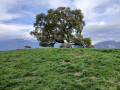 La Forêt Domaniale de Combeloup au-dessus de Murianette