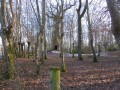Chêne du fief d'Arthé