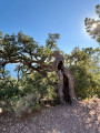 Cork oak