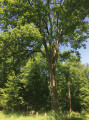 Chêne pédonculé remarquable - Carrefour Nanquette