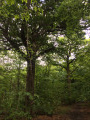 Chêne remarquable de la route de Bellevue (Forêt de Marly) Chêne remarquable de la route de Bellevue (Forêt de Marly)
