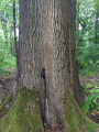 Chêne remarquable de la route de Bellevue (Forêt de Marly) Chêne remarquable de la route de Bellevue (Forêt de Marly)