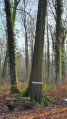 Au pied du grand Chêne Rouge d'Amérique