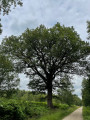 Chêne