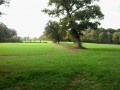 Chênes dans les champs Chênes dans les champs