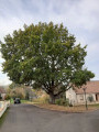 Chênes majestueux