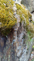 chenille processionnaire