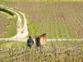 Cheval dans les vignes Cheval dans les vignes