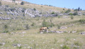 Cheval de Przewalski