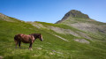 Cheval en liberté