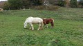 Chevaux de trait
