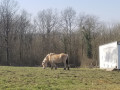 Cheval