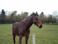 Cheval