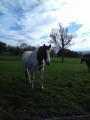 Cheval