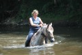 Chevalmania, le bain du cheval dans la Dore