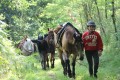 Chevalmania sur le chemin qui mène au Sangle